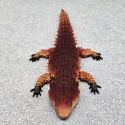 Bearded Dragon Lizard