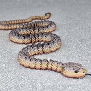 Rattlesnake