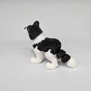 Border Collie Dog Little