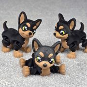 Chihuahua Dog Little