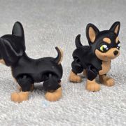 Chihuahua Dog Little