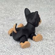 Chihuahua Dog Little