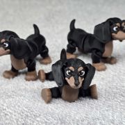 Dachshund Dog Little