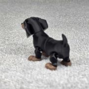 Dachshund Dog Little