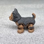 Yorkshire Terrier Dog Little