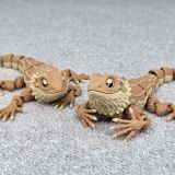 Bearded-Dragon-Flexi-01-pixing3d.com