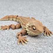 Bearded Dragon Medium