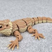 Bearded Dragon Medium