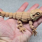 Bearded Dragon Medium