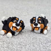 Bernese Puppy Little