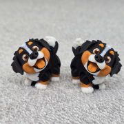 Bernese Puppy Little