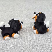 Bernese Puppy Little