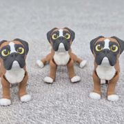 Boxer Dog Little