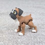 Boxer Dog Little