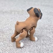Boxer Dog Little