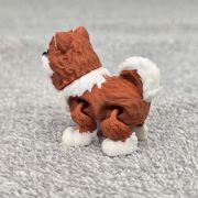 Pomeranian Dog Little