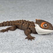 Crocodile Skink Medium