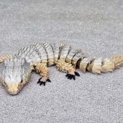 Bearded Dragon Lizard