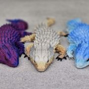 Bearded Dragon Lizard